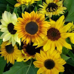 Sunflower Dwarf Fantasy Mix