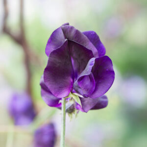 A Sweet Pea flower of the Top Hat variety in a dark blue / purple colour on the stem