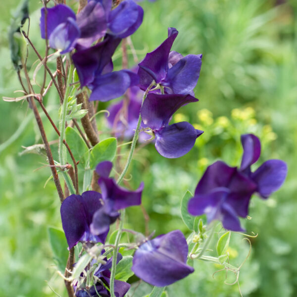A Sweet Pea flower of the Top Hat variety in a dark blue / purple colour