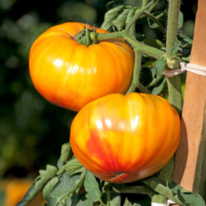 Yellow and orange Buffalosun F1 tomatoes ripening on the vin