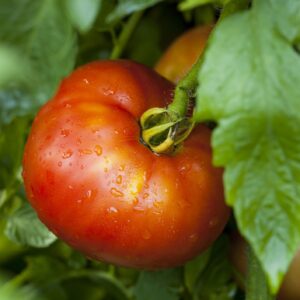 Tomato Fantasio F1 (Blight Resistant)