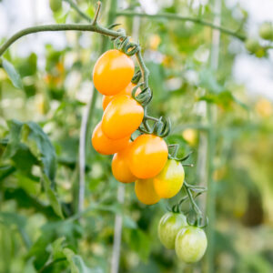 Pale yellow Limoncito cherry plum tomatoes with leafy green foliage