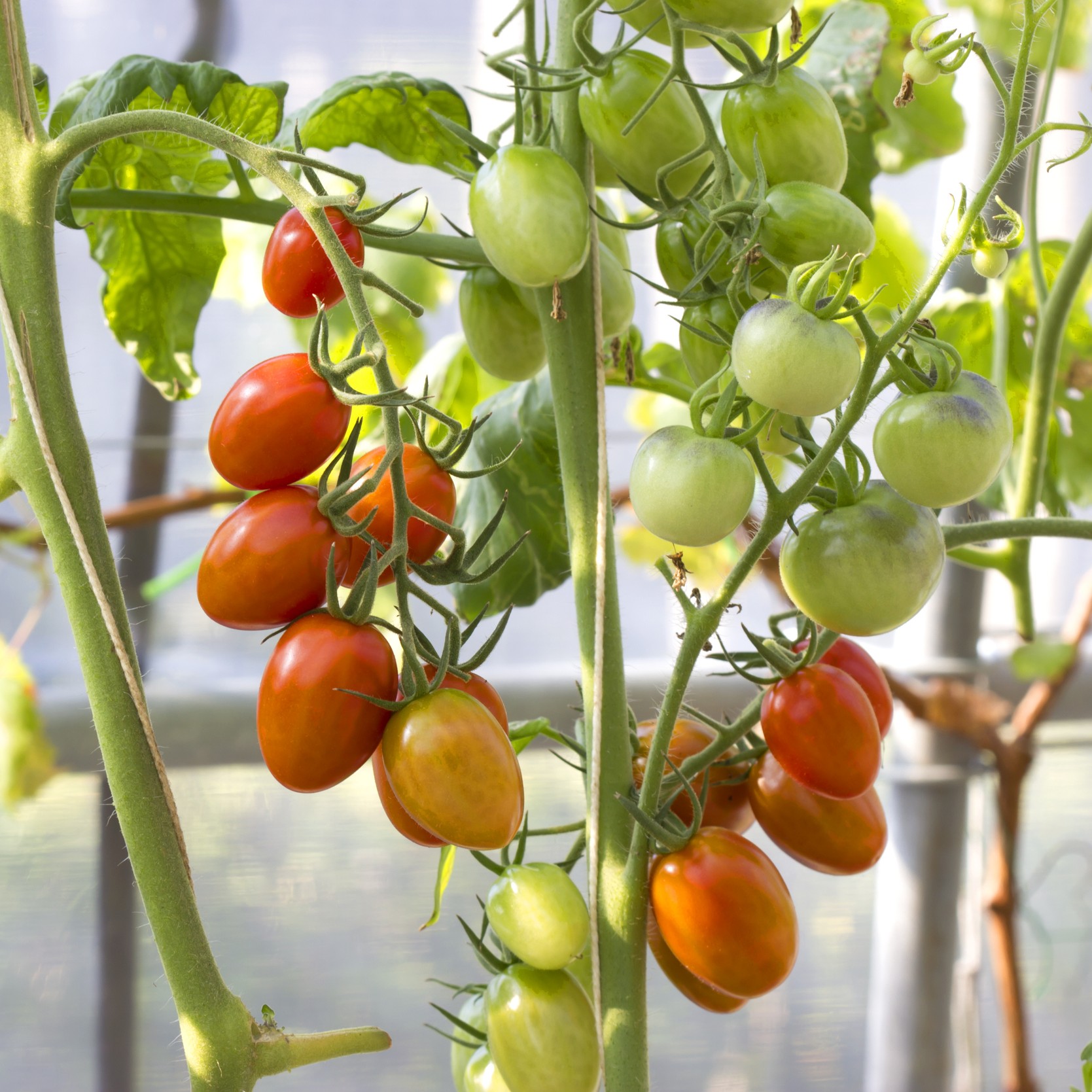 Tomato Riesling F1 - Image 2