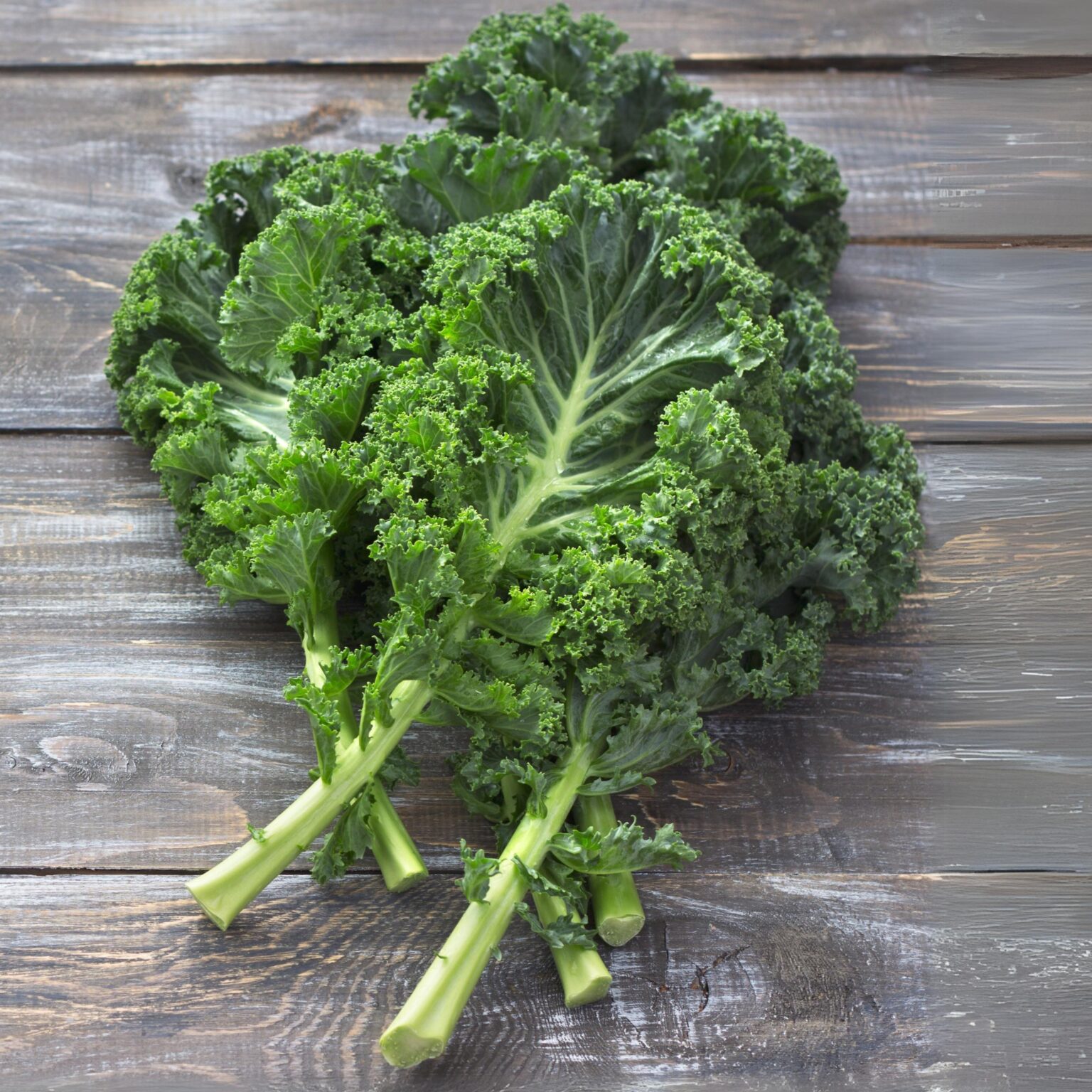 Kale Borecole Dwarf Green Curled - Premier Seeds Direct