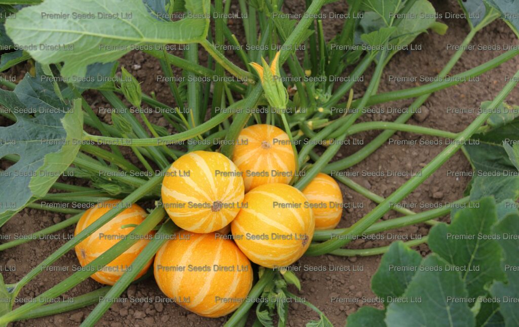 Courgette Summer Holiday F1 Premier Seeds Direct