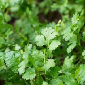 Herb 'Lemon Coriander' (For Germination)
