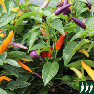 Dwarf Pepper Hot Jazz