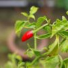Hot Chilli Pepper Serrano Tampiqueno
