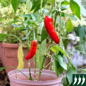 Dwarf Pepper Hot Sizzler