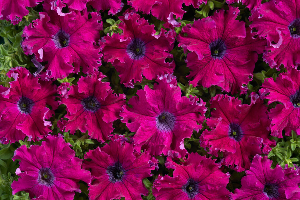 Petunia Fimbriata - Aphrodite F1 Purple Pellets - Premier Seeds Direct