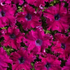 Petunia fimbriata Aphrodite Purple F1 (Pellets)