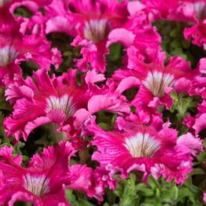 Petunia fimbriata Aphrodite Rosy F1 (Pellets)