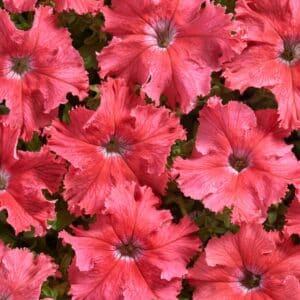 Petunia fimbriata Aphrodite Salmon F1 (Pellets)