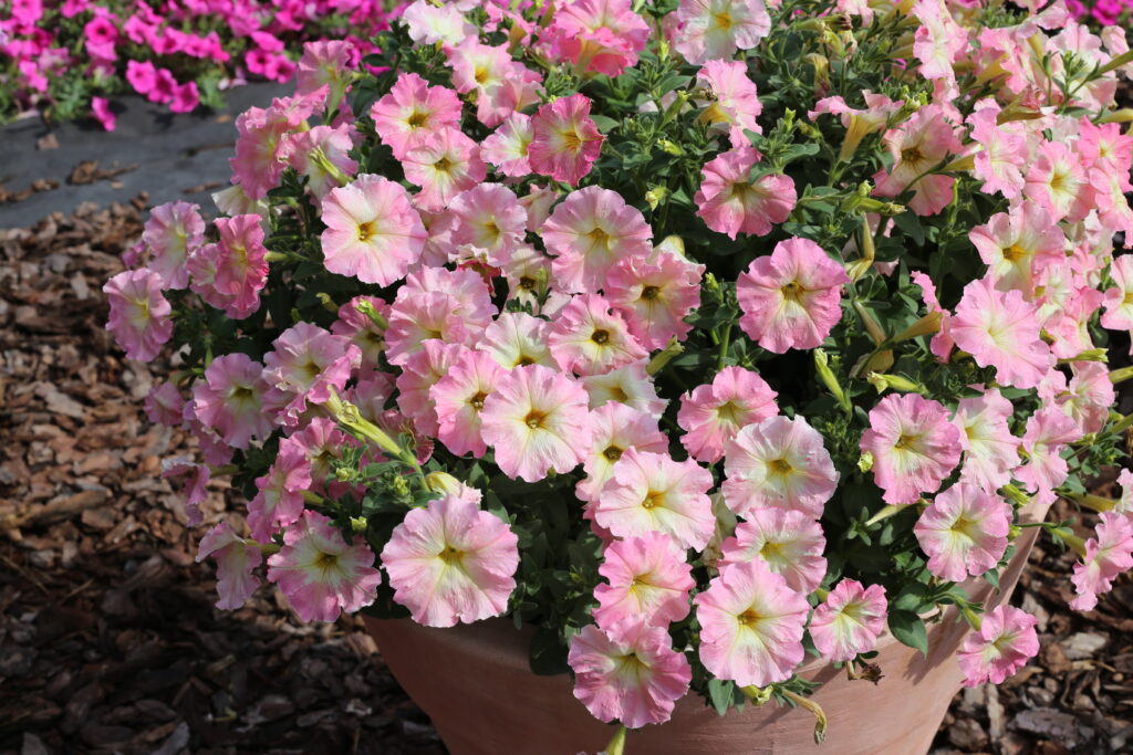 Petunia Nana - Alenka F1 Pellets - Premier Seeds Direct