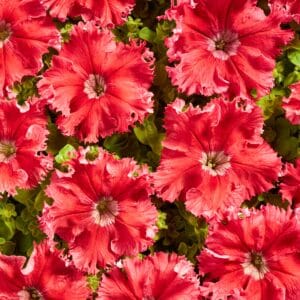 Petunia fimbriata Aphrodite Red F1 (Pellets)