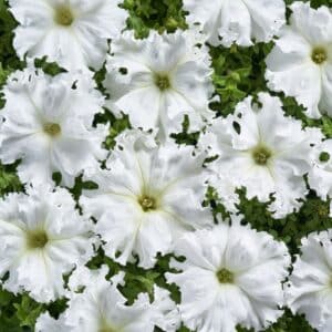 Petunia fimbriata Aphrodite White F1 (Pellets)