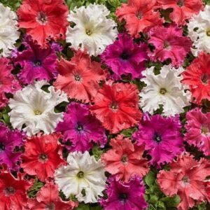 Petunia fimbriata Aphrodite Mix F1 (Pellets)