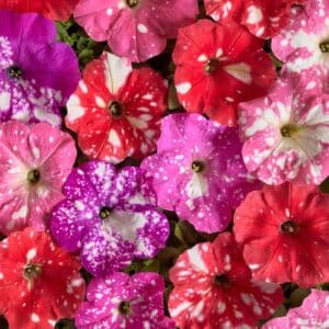 Petunia nana Dot Star Mix F1 (Pellets)