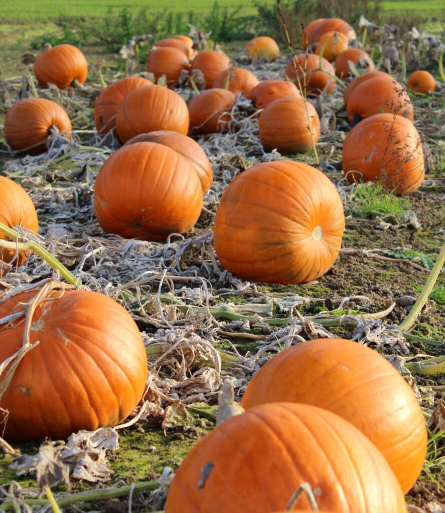 Pumpkin Wicked F1 Premier Seeds Direct