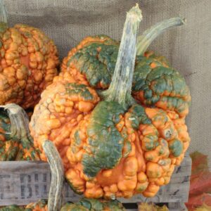 Pumpkin 'Zombie' F1 