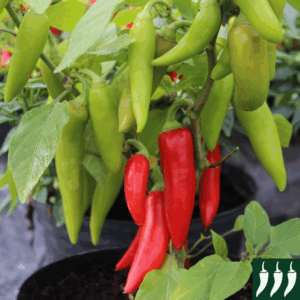 Dwarf Pepper Hot Sizzler