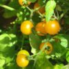 Tomato Yellow Cherry Gold Nugget