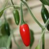 Hot Chilli Pepper Serrano Tampiqueno - Image 2