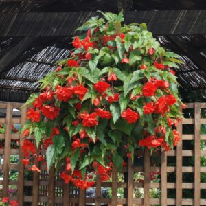 Illumination Scarlet Begonia flowers growing in a hanging basket with trellis behind