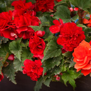 Nonstop Mocca Red Begonia flowers with leafy green foliage