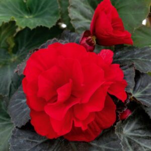 Nonstop Mocca Red Begonia flowers with bright scarlet petals and deep green foliage