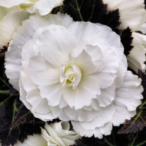 A close up image of a Nonstop Mocca White Begonia flower