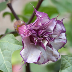 Double Purple Datura Devil's Trumpet flowers in white and violet purple