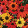 Echinacea Coneflower - Cheyenne Spirits - Image 2