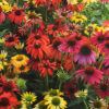 Echinacea Coneflower - Cheyenne Spirits