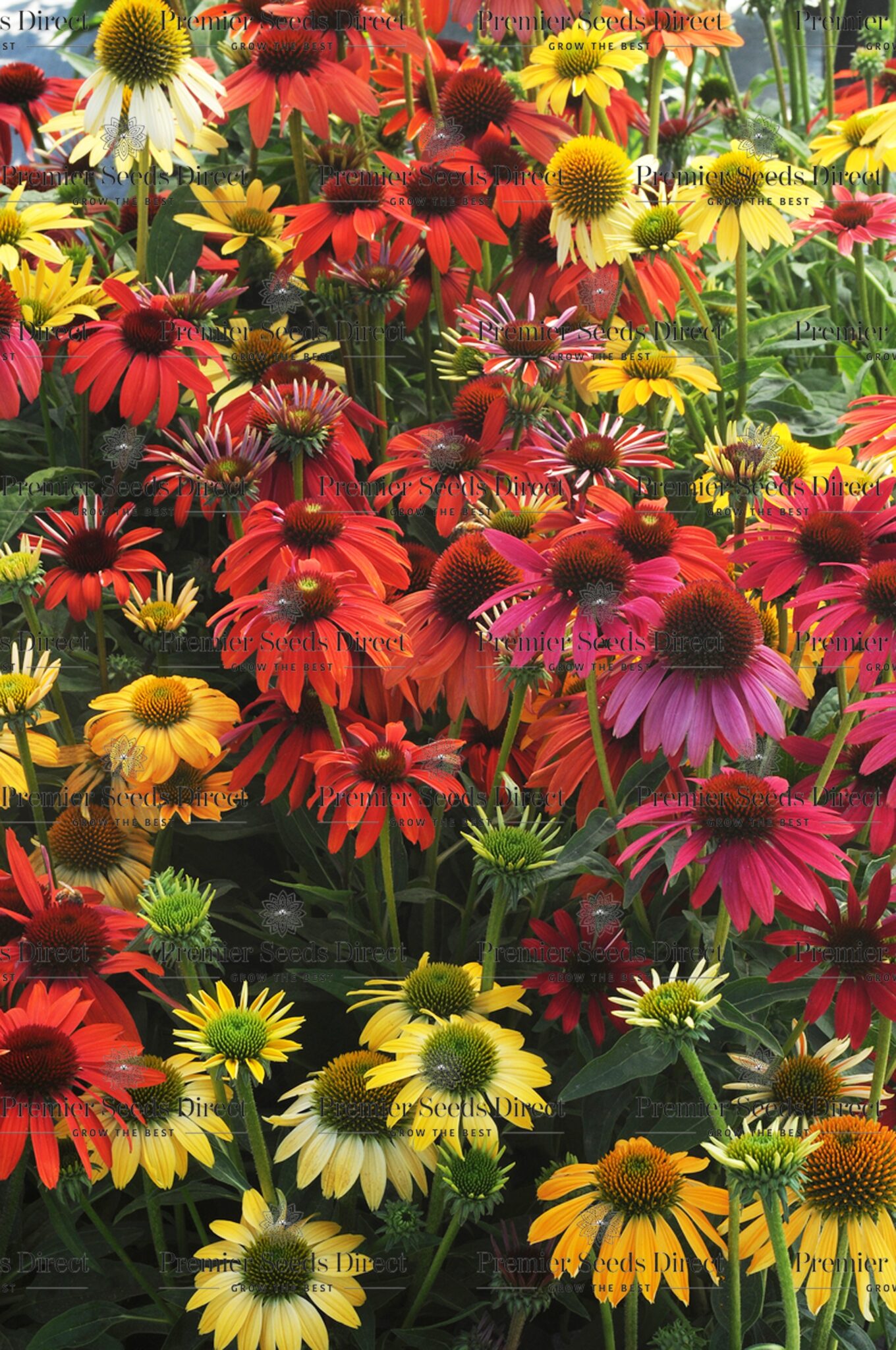 Echinacea Coneflower Cheyenne Spirits Premier Seeds Direct