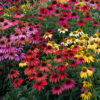 Echinacea Coneflower - Cheyenne Spirits - Image 3