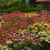 Echinacea Coneflower - Cheyenne Spirits - Image 4