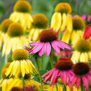 Echinacea (Coneflower) Cheyenne Spirits