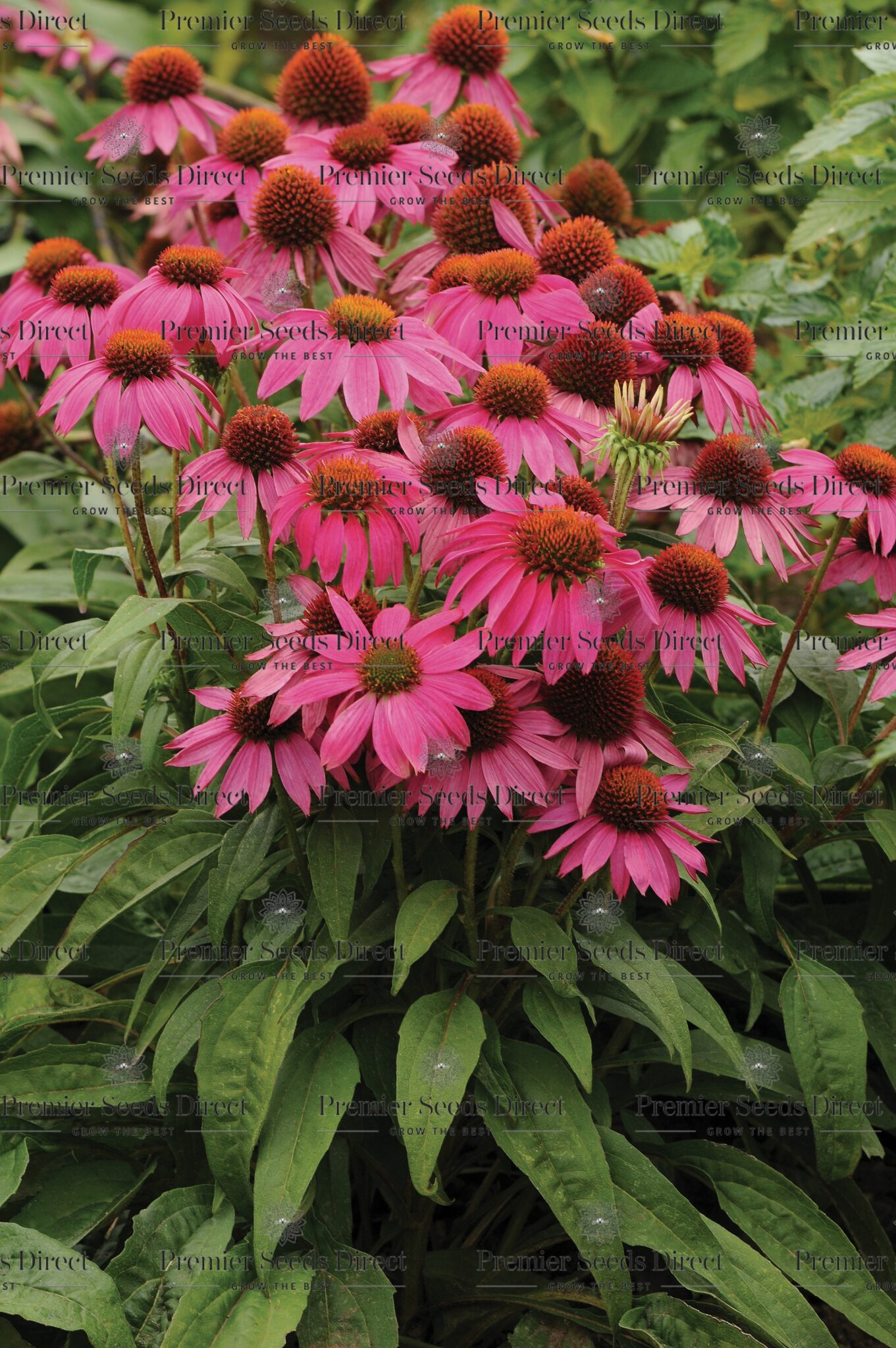 Echinacea Coneflower - Pow Wow Wild Berry - Perennial Flower - Premier ...