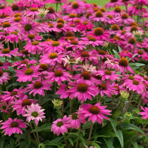 Echinacea Seeds