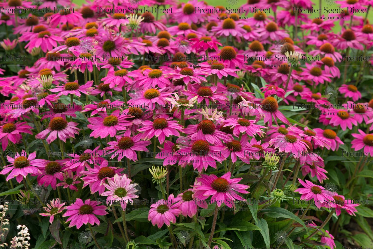 Echinacea Coneflower - Pow Wow Wild Berry - Perennial Flower - Premier ...