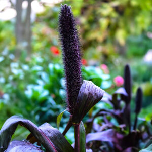A close up image of Pennisetum Glaucum purple in a garden with leafy foliage and flowers blurred in the background