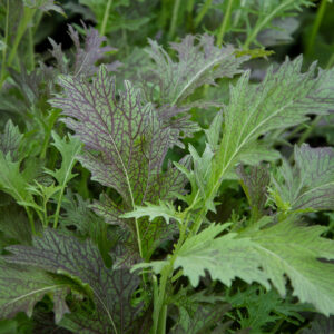 Red Dragon Mustard leaves growing. They are green with red tips and spiked edges.