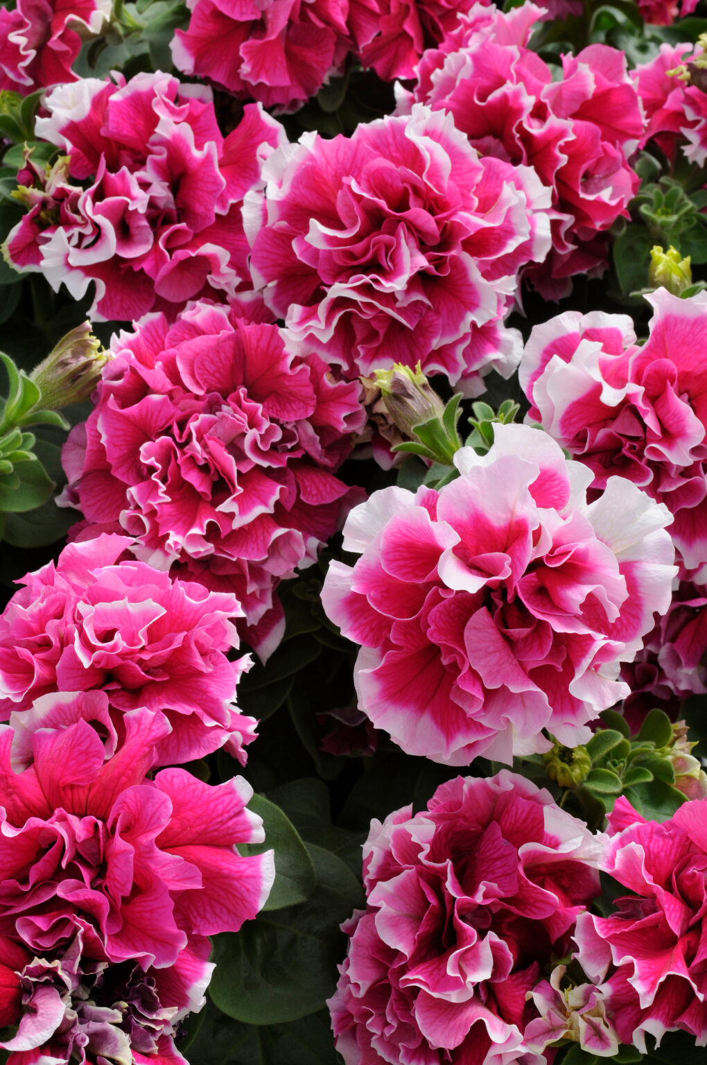 Petunia Grandiflora F1 Double Pirouette Pink Premier Seeds Direct
