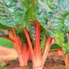 Swiss Chard - Orange Glory - Image 2