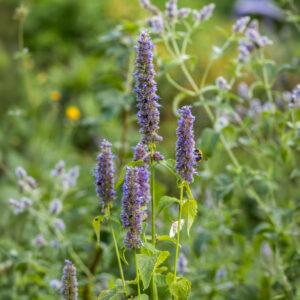 Herb Korean Mint (Agastache rugosa Violet)
