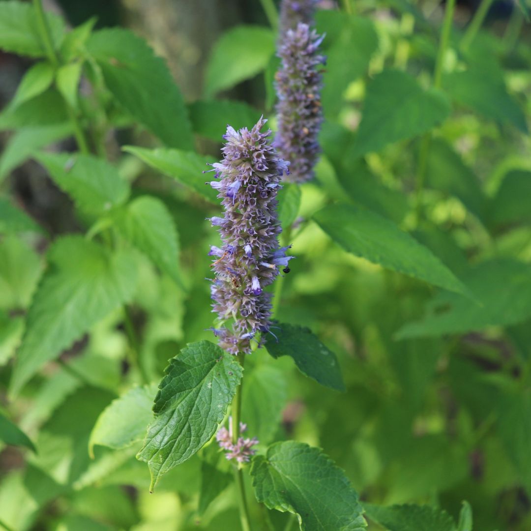 Herb Korean Mint (Agastache rugosa Violet) - Image 2