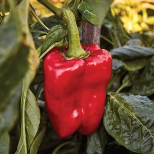 Sweet Pepper Red King F1