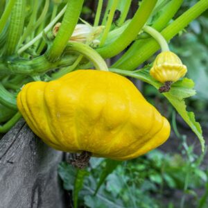 Squash Patisson Orange