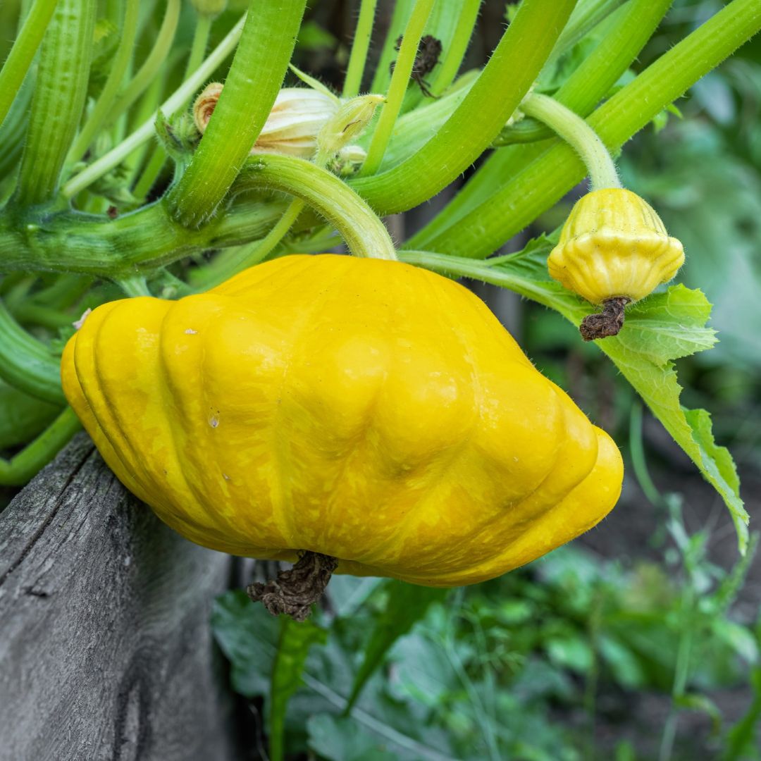 Squash Patisson Orange